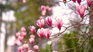 广玉兰花
