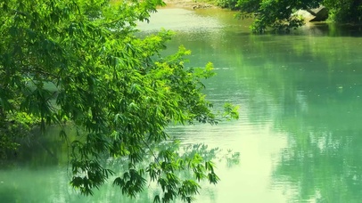 护眼清新绿叶流水