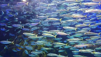 鱼群