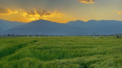 大理风吹麦浪