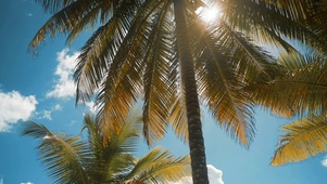 海滩棕榈树