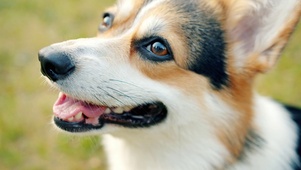 柯基犬