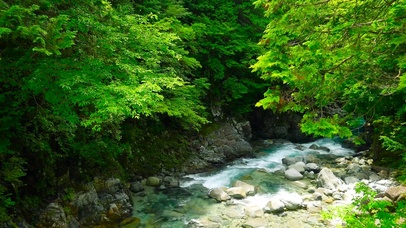 夏日清凉绿林山涧