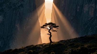 峡谷孤松唯美逆光风景