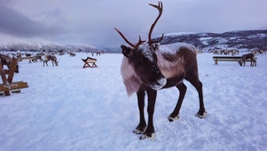 4K 高清 挪威雪中驯鹿群
