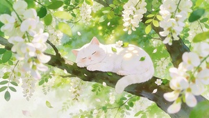 树上熟睡的小猫咪