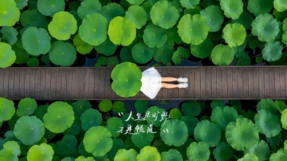 唯美的荷叶
