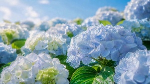 雨后清新蓝色绣球花海