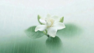 雨滴花朵