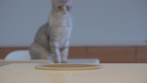 可爱大眼猫