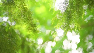 绿色护眼植物