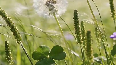 蒲公英花草带鱼屏