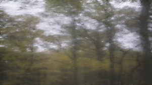 雨中之森