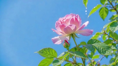 治愈护眼晴空晨露玫瑰