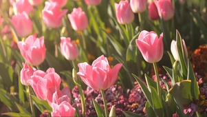 郁金香花