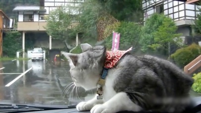 玩耍的可爱猫咪