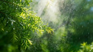 林间晴雨 护眼