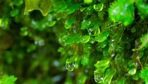 护眼绿草水滴