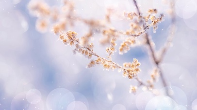 二十四节气大雪植物冬天冬季下雪