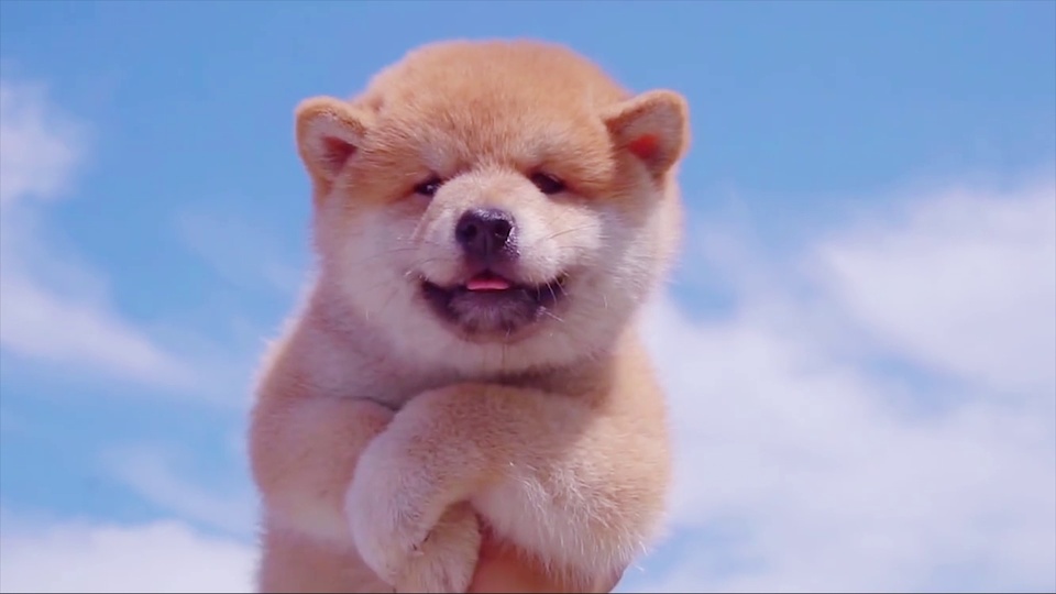 浅棕奶白幼犬前爪交叠微吐舌尖，背景为淡蓝天空与柔白云絮