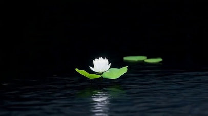湖面睡莲