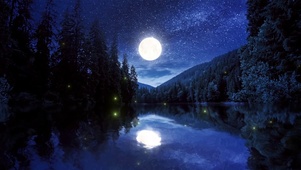 森林月夜