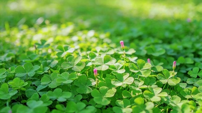 幸运草地