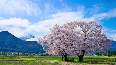 乡村田野樱花树 