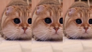 摇头猫咪
