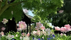 春日花园鲜花怒放