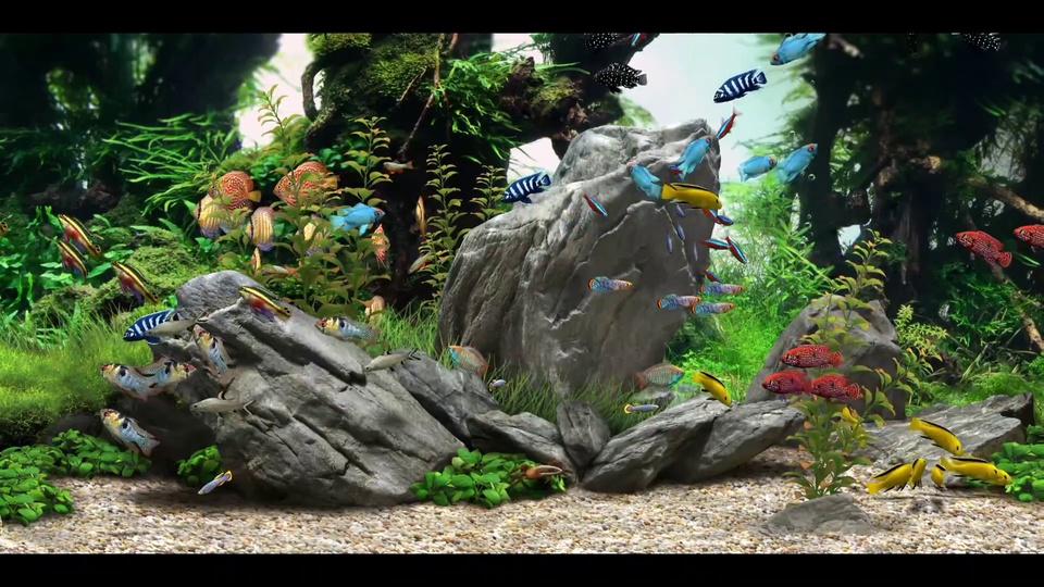 水族箱内青灰色岩石堆叠，翠绿色水草丛生，多彩观赏鱼群在水中穿梭游动。