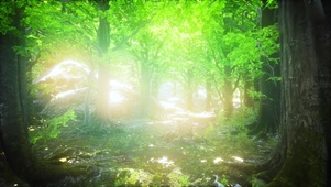 4K 高清 阳光下的山毛榉树