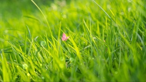 芳草青青