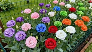 繁花似锦