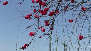 春天桃花盛开红色桃花