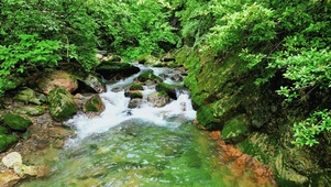 森林溪水