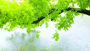 雨天河面绿树