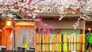 樱花庭院