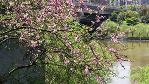 春天鲜花盛开植物