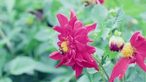 夏季鲜花