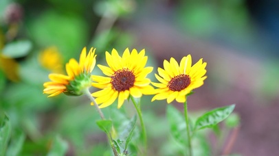4k唯美夏日阳光小邹菊夏季