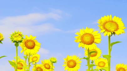 蓝天白云向日葵