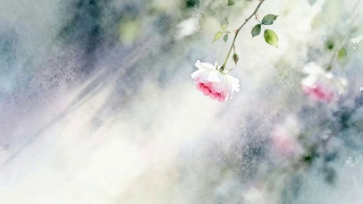 护眼树枝