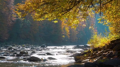山间秋林落叶溪流