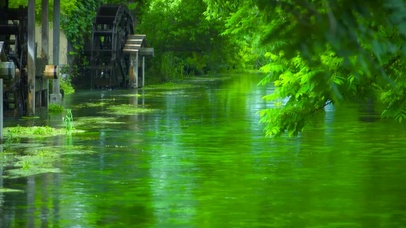 4K夏日绿意涓涓流水