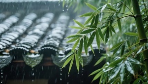 雨打竹叶