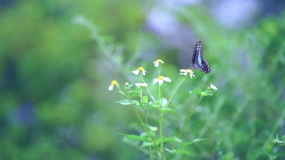 花朵上的蝴蝶