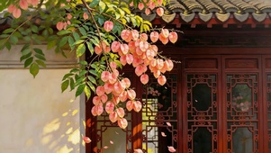 古院栾树花