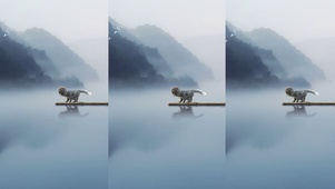 斑布猫-猫吻鱼
