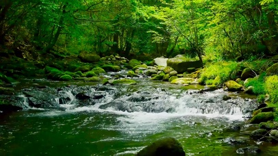 护眼绿林流水
